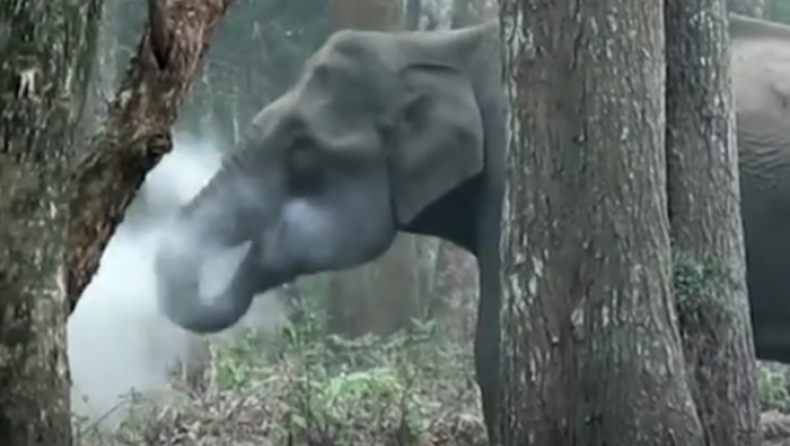 O ελέφαντας που... καπνίζει γίνεται το απόλυτο παγκόσμιο viral (vid)