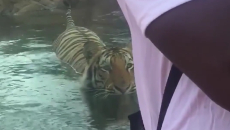 Η μοναδική στιγμή που τίγρης παραμονεύει κι «επιτίθεται» σε αμέριμνο επισκέπτη ζωολογικού πάρκου (pic & vid)