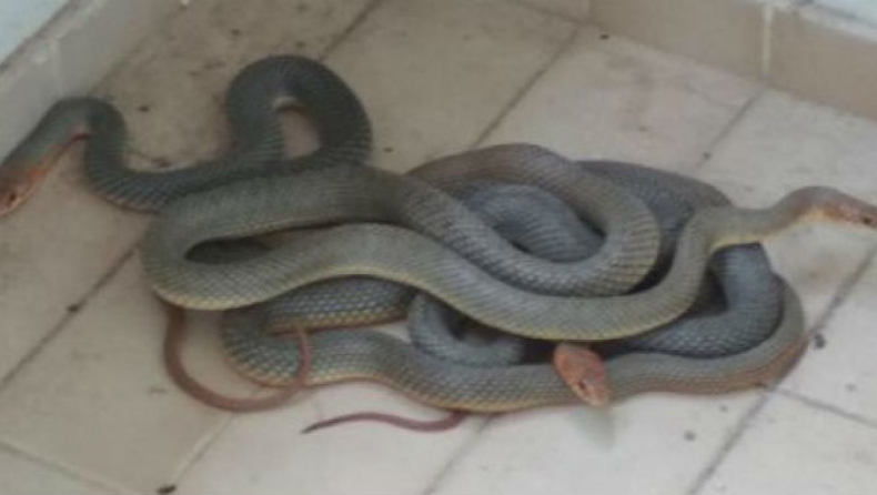 Φίδια βρέθηκαν σε μπαλκόνι φοιτητών στα Γιάννενα (pic)