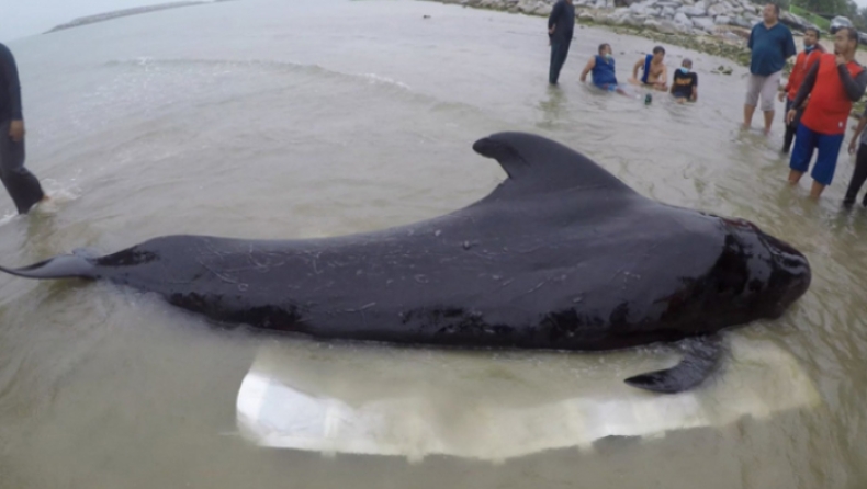 Ογδόντα πλαστικές σακούλες σκότωσαν φάλαινα στην Ταϋλάνδη (pics)
