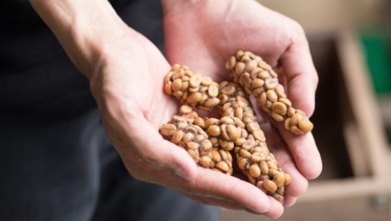 Οι ακριβότεροι κόκκοι καφέ στον κόσμο συλλέγονται από τα περιττώματα ασιατικής αγριόγατας (pics & vid)