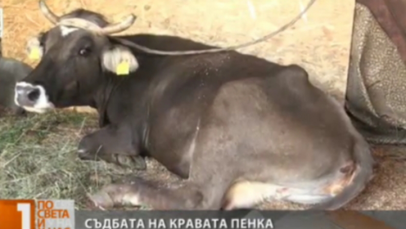 Δεν θα σκοτώσουν την αγελάδα που... πέρασε παράνομα τα σύνορα Σερβίας-Βουλγαρίας!