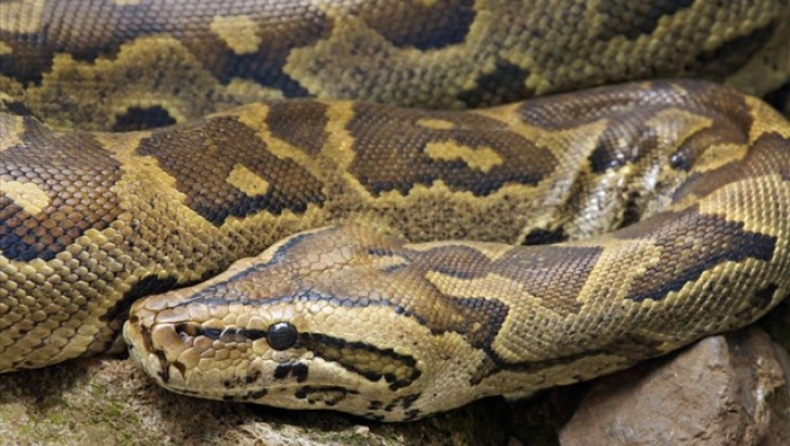 Πύθωνας έξι μέτρων δάγκωσε και στραγγάλισε τον ιδιοκτήτη του στην Ταϋλάνδη