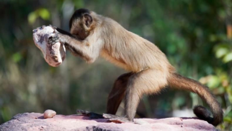 Οι πίθηκοι του Παναμά μπήκαν στην Λίθινη Εποχή και χρησιμοποιούν πέτρες (pics & vids)