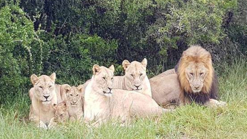 Λαθροκυνηγοί φαγώθηκαν από λιοντάρια προσπαθώντας να σκοτώσουν σπάνιους ρινόκερους (pics)