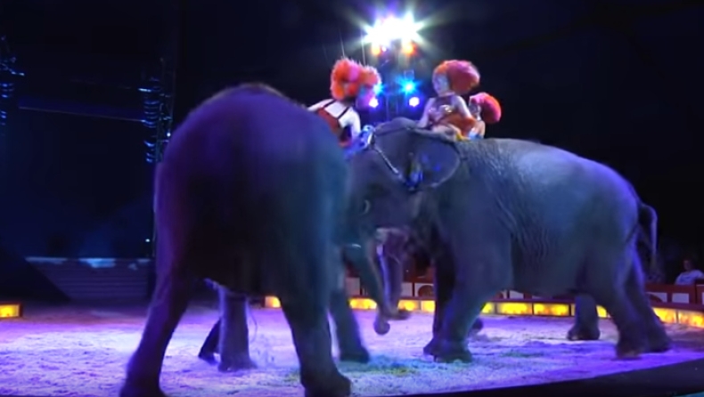 Τρομακτικό ατύχημα με ελέφαντες σε παράσταση τσίρκου στη Γερμανία (vid)