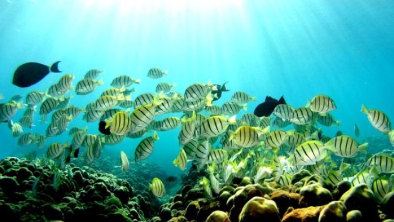 Οι αρχές της Χαβάης απαγορεύουν τη χρήση αντηλιακών επειδή καταστρέφουν τους κοραλλιογενείς υφάλους