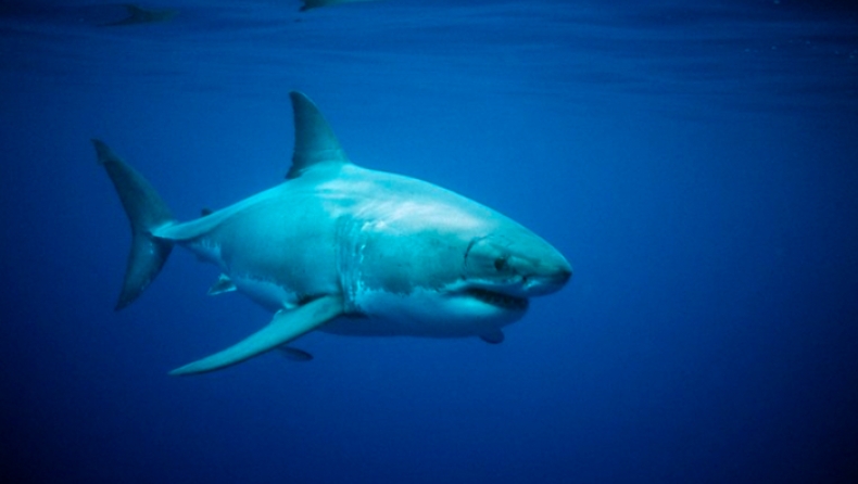 Λευκός καρχαρίας πέντε μέτρων πήρε στο κυνήγι ψαρά στα ανοιχτά της Αυστραλίας (vid)