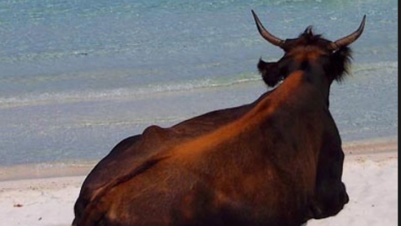 Όταν το «Καλό Λιβάδι» της Μυκόνου γέμισε με αγελάδες (pic)