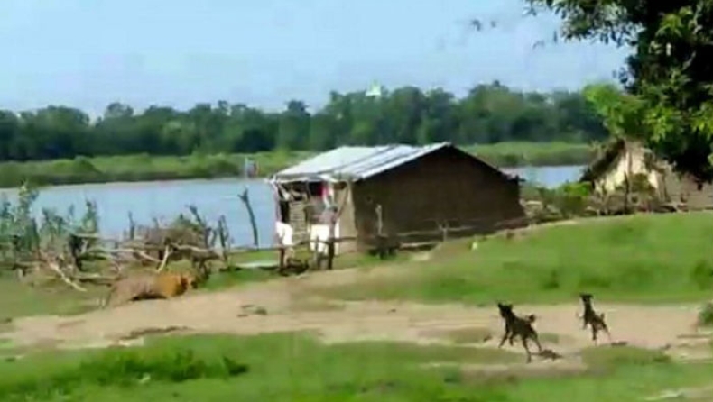 Η στιγμή που μία τίγρης κολυμπάει σε ένα ποτάμι και επιτίθεται σε ένα χωριό (vid)