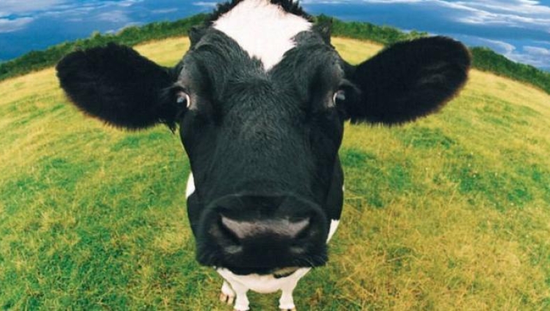 Αγελάδα άφησε άναυδους πελάτες κομμωτηρίου στην Κίνα: Πήγε σαν «κυρία» να κουρευτεί (vid)