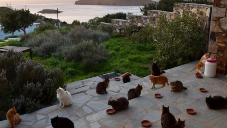Ζητείται φροντιστής για 55 γάτες στη Σύρο (pics)