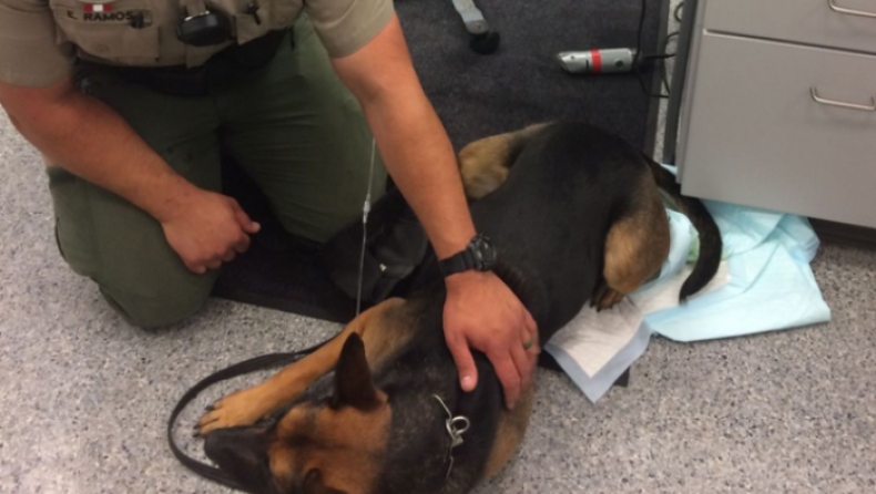 Αστυνομικός σκύλος έπαθε overdose από ηρωίνη κατά τη διάρκεια ελέγχου σε φυλακή (pics)