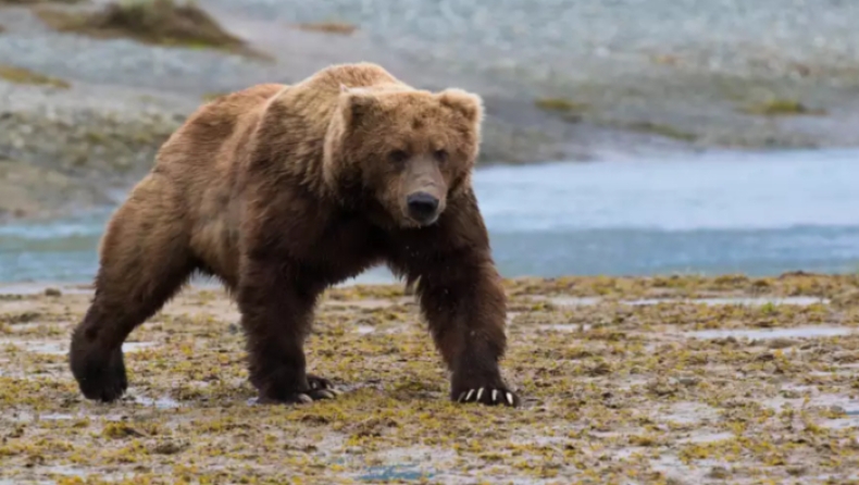 Ηρωικοί γονείς αντιμετώπισαν αρκούδα που επιτέθηκε στον γιο τους με σπρέι πιπεριού