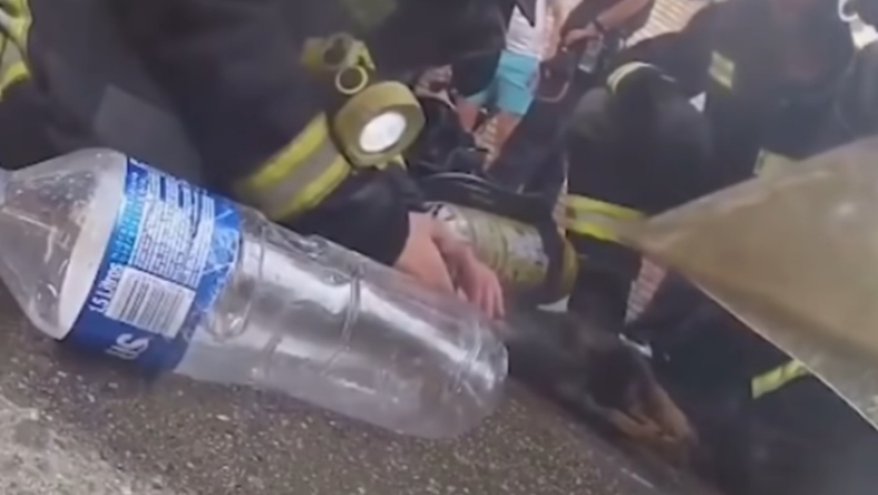 Πυροσβέστες βγάζουν κουτάβι από φλεγόμενο κτήριο και το σώζουν με τεχνητή αναπνοή (vid)