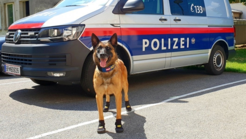 Αστυνομικοί σκύλοι εξοπλίστηκαν με προστατευτικά παπούτσια για ν' αντέξουν τη ζέστη