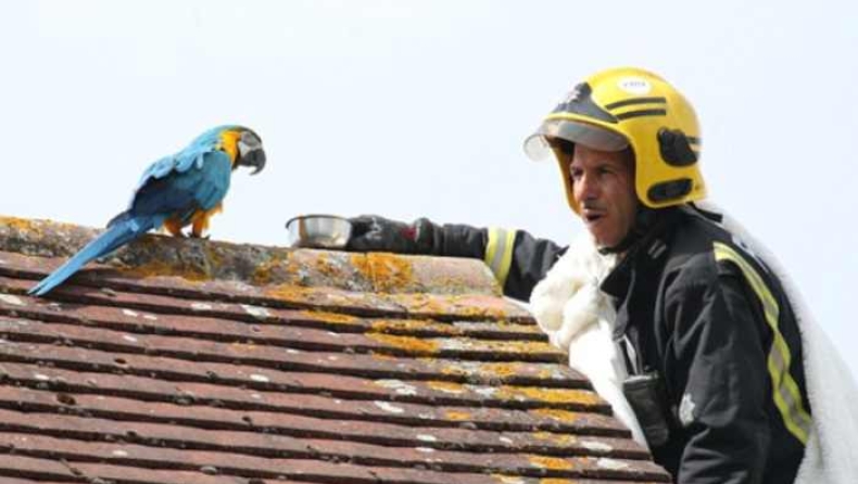 Πυροσβέστες πήγαν να διασώσουν παπαγάλο κι εκείνος άρχισε να τους βρίζει στα ελληνικά (pics & vid)