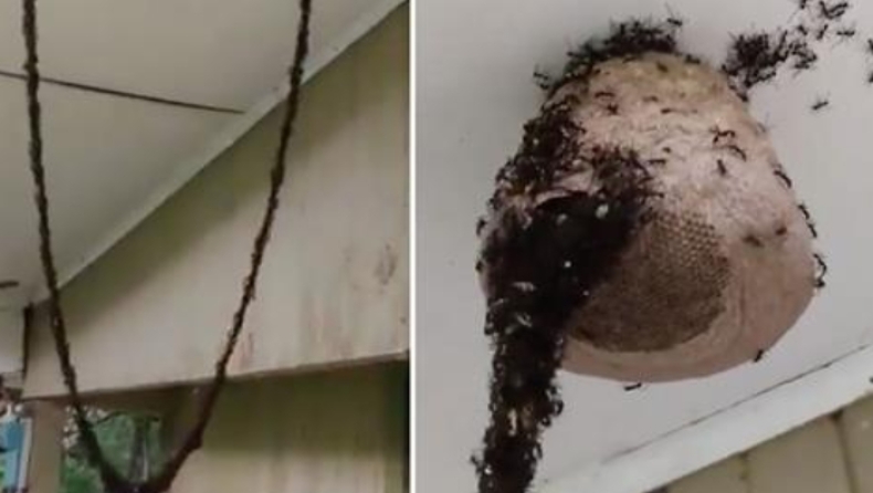 Η απίστευτη επιδρομή μυρμηγκιών σε σφηκοφωλιά (vid)