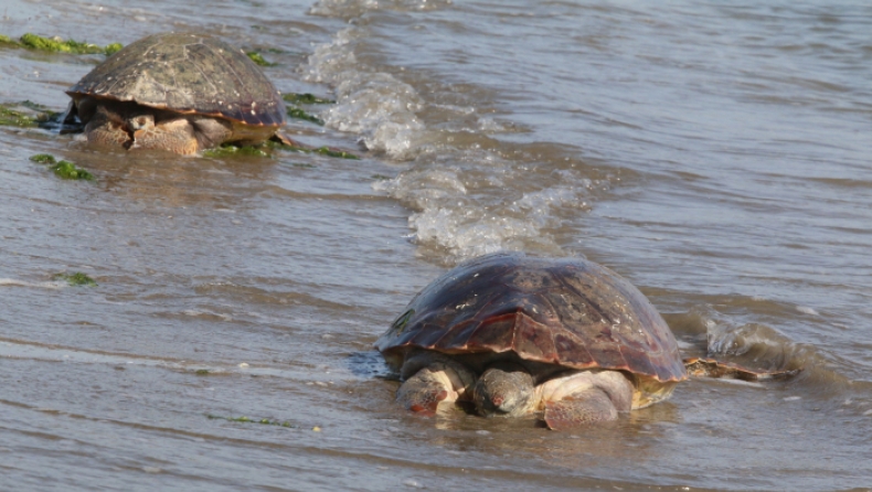 Οι μισές χελώνες στους ωκεανούς έχουν φάει πλαστικό με αποτέλεσμα να πεθάνουν