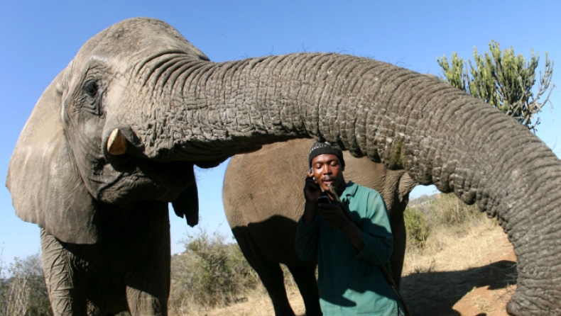 Λαθροκυνηγοί σκότωσαν 87 ελέφαντες στην Μποτσουάνα