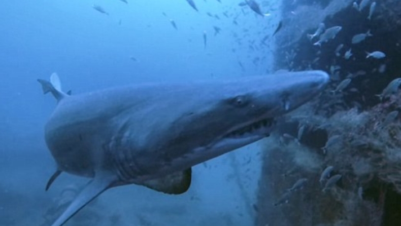 Δύτρια «χάζευε» ψαράκια κι όταν γύρισε την κάμερα ήρθε μούρη με μούρη με έναν καρχαρία (pics & vid)