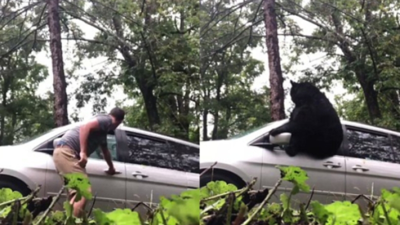 Κλείδωσαν την αρκούδα μέσα στο αμάξι τους αλλά εκείνη το έσκασε από το παράθυρο (pics & vid)