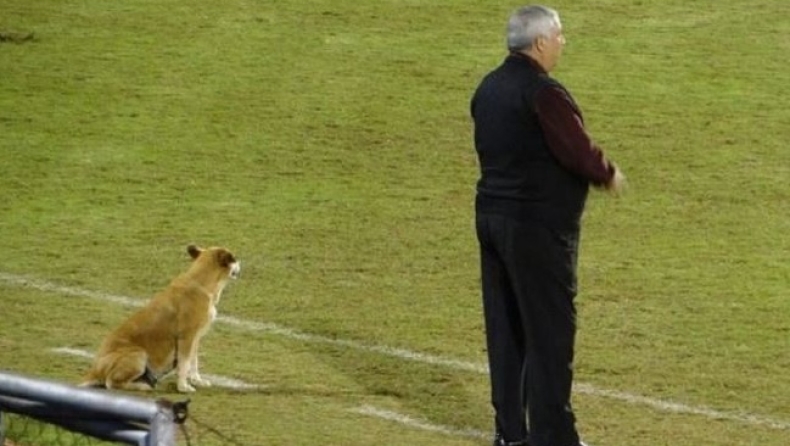 Σκύλος έγινε... βοηθός προπονητή σε ομάδα της Παραγουάης! (pics)