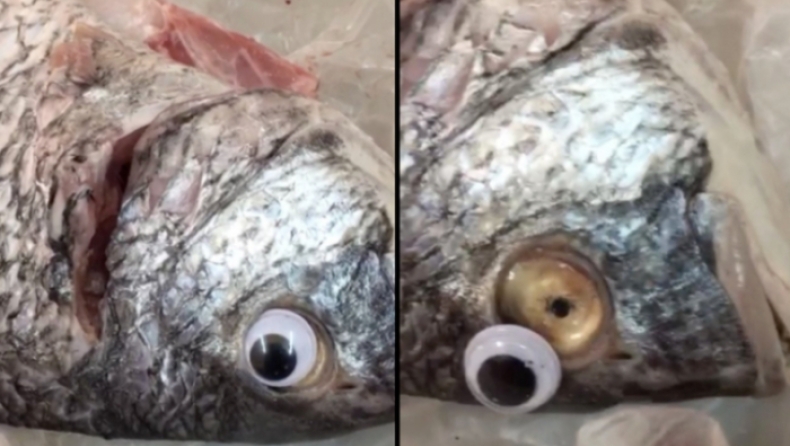 Ιχθυοπωλείο έβαζε ψεύτικα μάτια στα ψάρια για να φαίνονται πιο φρέσκα (pics)