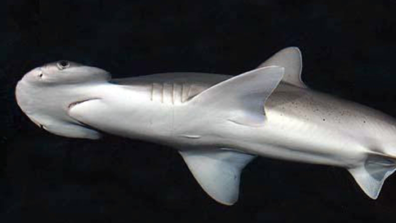 Επιστήμονες ανακάλυψαν καρχαρία που είναι χορτοφάγος