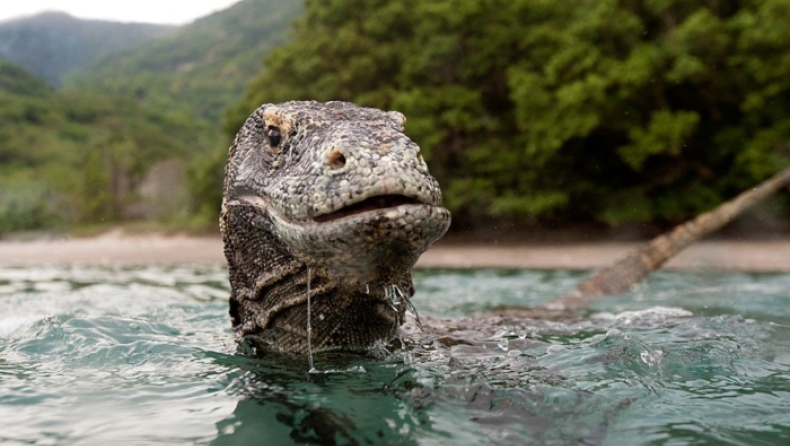 Πάλεψε με δύο δράκους του Κομόντο και βγήκε νικητής (pics & vids)