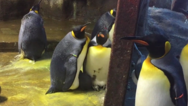 Zευγάρι πιγκουίνων του ίδιου φύλου απήγαγε το μικρό άλλης οικογένειας (vid)