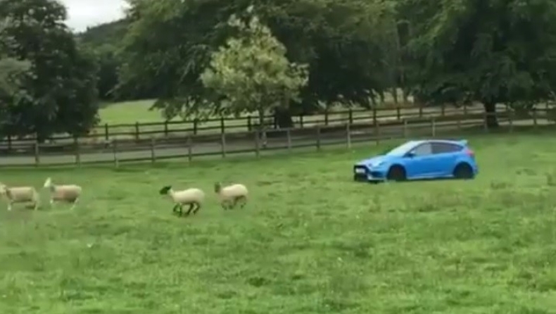 «Βοσκός» πάει τα πρόβατα στο μαντρί ντριφτάροντας με Ford Focus RS! (vid)