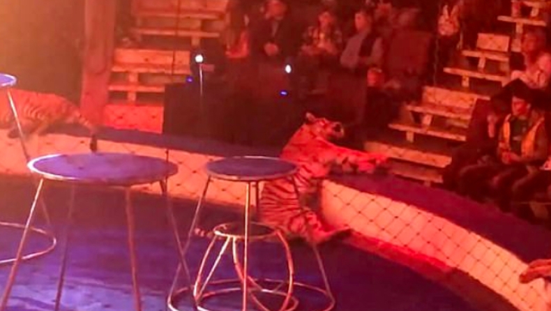 Τίγρης κατέρρευσε την ώρα του show και μπροστά σε εκατοντάδες θεατές (pics)