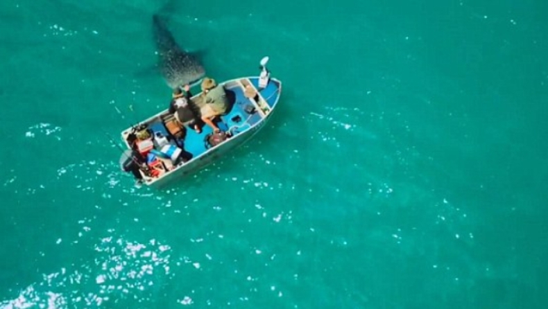 Επίθεση αγάπης από τεράστιο φαλαινοκαρχαρία σε Αυστραλούς ψαράδες (pics & vid)