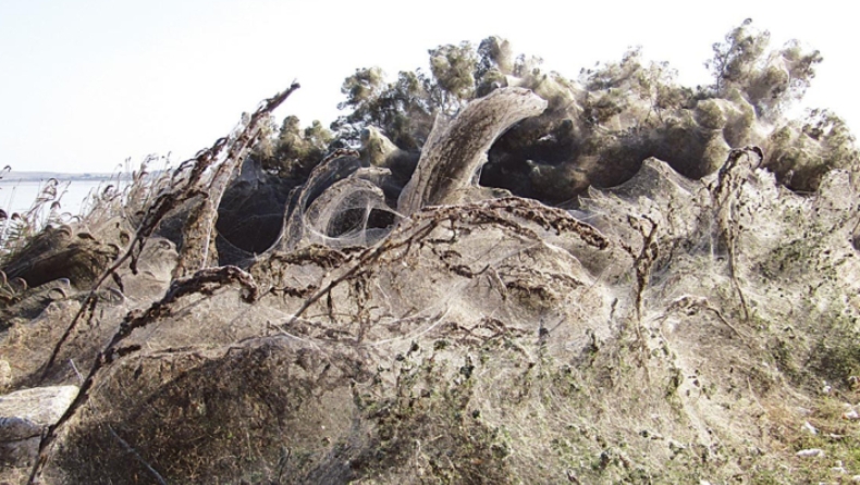 Ιστός αράχνης ενός χιλιομέτρου «τύλιξε» την λίμνη Βιστωνίδα (pics & vid)