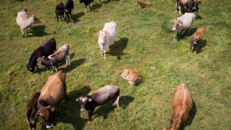 Εντοπίστηκε κρούσμα της νόσου των τρελών αγελάδων στη Σκωτία