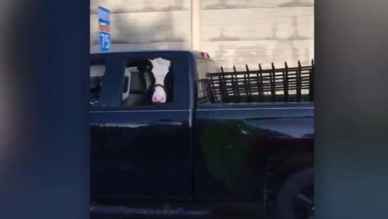 Ένας τύπος μετέφερε μία αγελάδα στο πίσω κάθισμα (vid)
