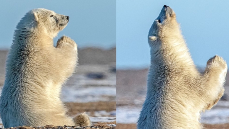 Μοναδικές εικόνες: Απελπισμένη πολική αρκούδα «προσεύχεται» στον ουρανό για λίγο χιόνι (pics)