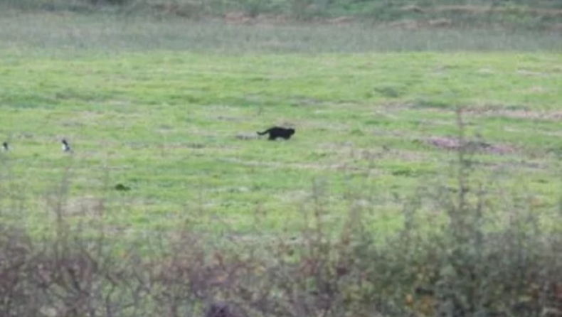 Βρέθηκε ο μαύρος πάνθηρας που αναστάτωσε την Σκωτία, μόνο που τελικά ήταν μία μεγάλη γάτα (pics)