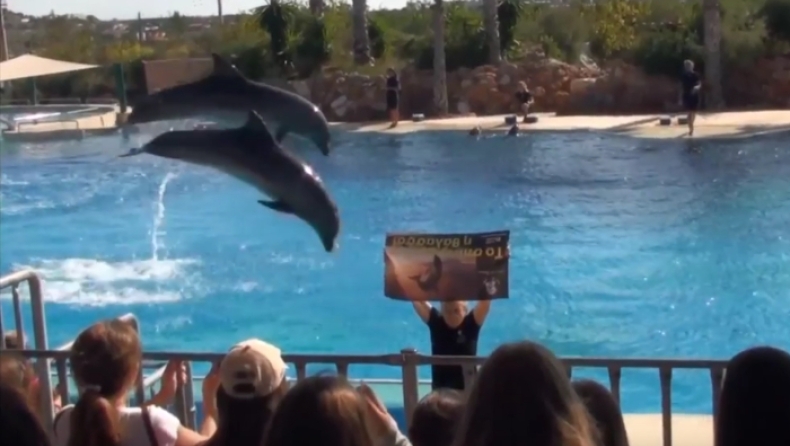 Ακτιβιστές διέκοψαν παράσταση δελφινιών στο Αττικό Ζωολογικό Πάρκο (vid)