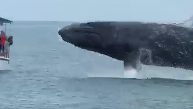 Η... ιπτάμενη φάλαινα που «τρέλανε» τους τουρίστες! (vid)