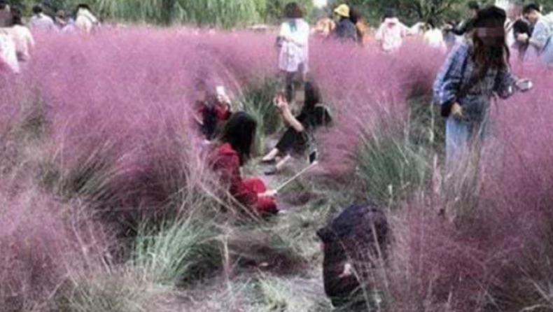 Τουρίστες κατέστρεψαν σπάνια καλλιέργεια ροζ γρασιδιού για να βγάλουν... selfies (pics & vid)