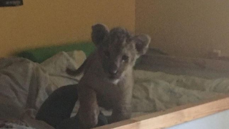 Ένα μωρό λιονταράκι βρέθηκε μέσα σε ένα διαμέρισμα στο Παρίσι