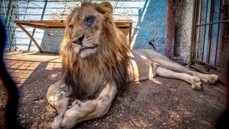 Ντροπιαστικές εικόνες σε ζωολογικό πάρκο: Τραυματισμένα άγρια ζώα λιμοκτονούν χωρίς φροντίδα (pics & vid)