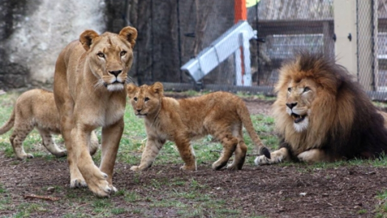 Λέαινα στραγγάλισε τον σύντροφο και πατέρα των τριών μικρών της
