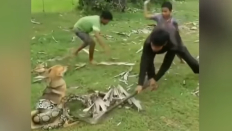 Φοβερή μάχη ανήλικων μαθητών με τεράστιο πύθωνα που είχε αρπάξει τον σκύλο τους (vid)