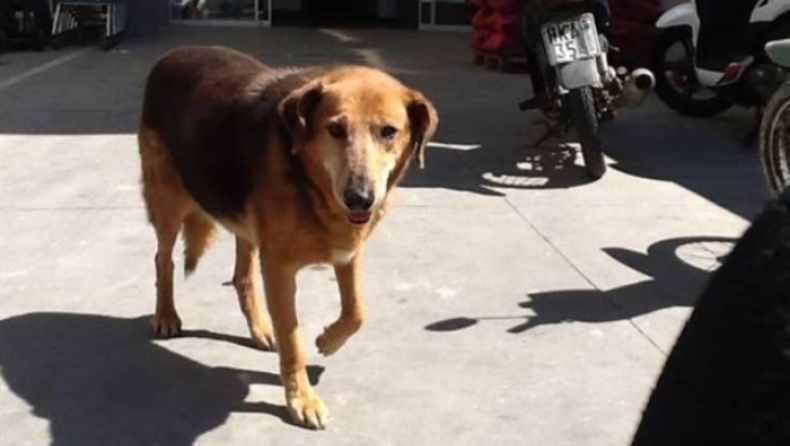 Πέθανε ο «Χάτσικο» της Κρήτης: Επί οκτώ χρόνια περίμενε έξω από το σούπερ μάρκετ που είχε πεθάνει το αφεντικό του (pic & vid)