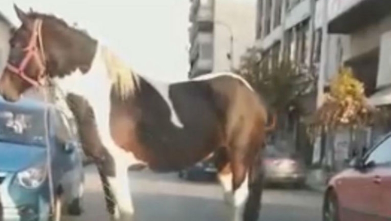 Άλογο κυκλοφορούσε μόνο του στο κέντρο της Θεσσαλονίκης (pic & vids)