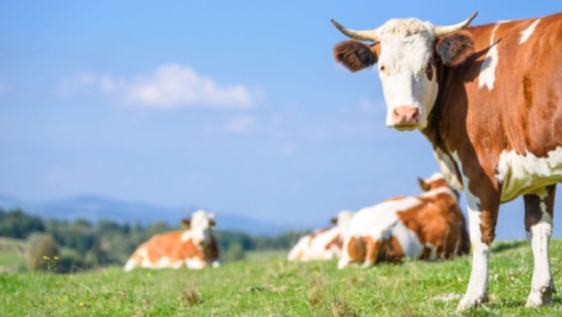 Οι Ελβετοί «μίλησαν» κι αποφάσισαν ότι θέλουν αγελάδες χωρίς κέρατα