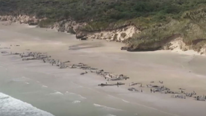 Σχεδόν 150 φάλαινες ξεβράστηκαν νεκρά σε παραλία της Νέας Ζηλανδίας (pics & vid)